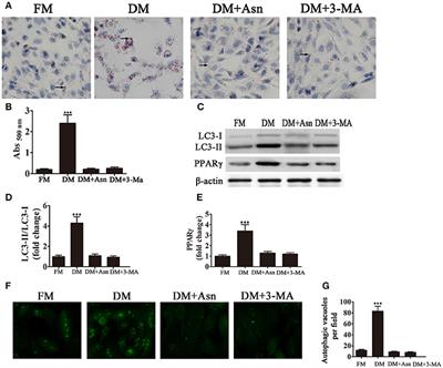 Icariin Inhibits AMPK-Dependent Autophagy and Adipogenesis in Adipocytes In vitro and in a Model of Graves' Orbitopathy In vivo